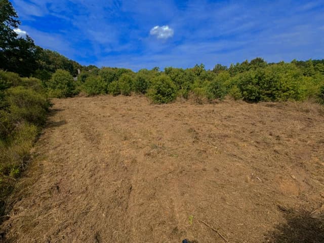 Cleared land showing professional land clearing work